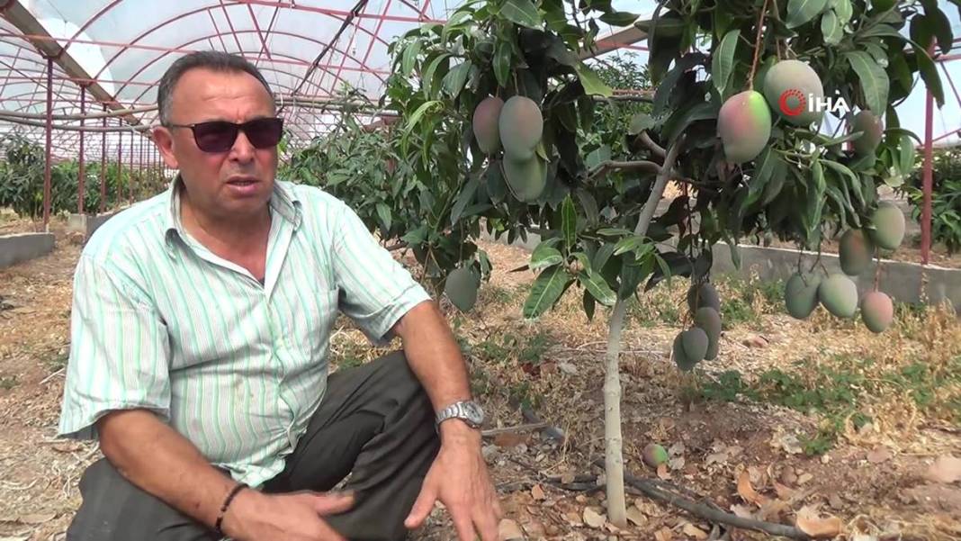 Domatesleri söküp tüm serasına bu meyveden ekti: Şimdi kazandığı parayı hesaplayamıyor! Kilosu 200 TL 4